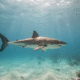 Young Great White Shark Spotted Near Florida Coast