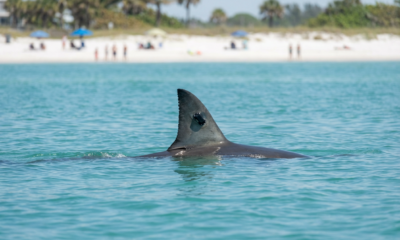 Great White Sharks Make Surprising Move to Florida's Gulf Coast This Spring Break