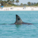 Great White Sharks Make Surprising Move to Florida's Gulf Coast This Spring Break